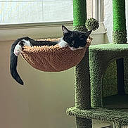 Ava is registered to the contest to win money with this photo: animal, black_and_white, cat, cat_tree, comfortable, cozy, domestic, feline, fur, hammock, home, indoor, paw, pet, relaxing, rest, sleeping, sunlight, tail, window