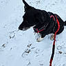 Flynn Rider is registered to the contest to win money with this photo: animal, black_dog, canine, cold, dog, footwear, fur, ground, leash, leash_handle, nature, outdoor, paw_prints, pet, playful, red_harness, sitting, snow, walking, winter