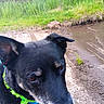 animal, black_dog, blurred, bushes, canine, close_up, collar, dog, ears, grass, green_collar, ground, muddy_path, nature, outdoor, pet, portrait, side_view, snout, water