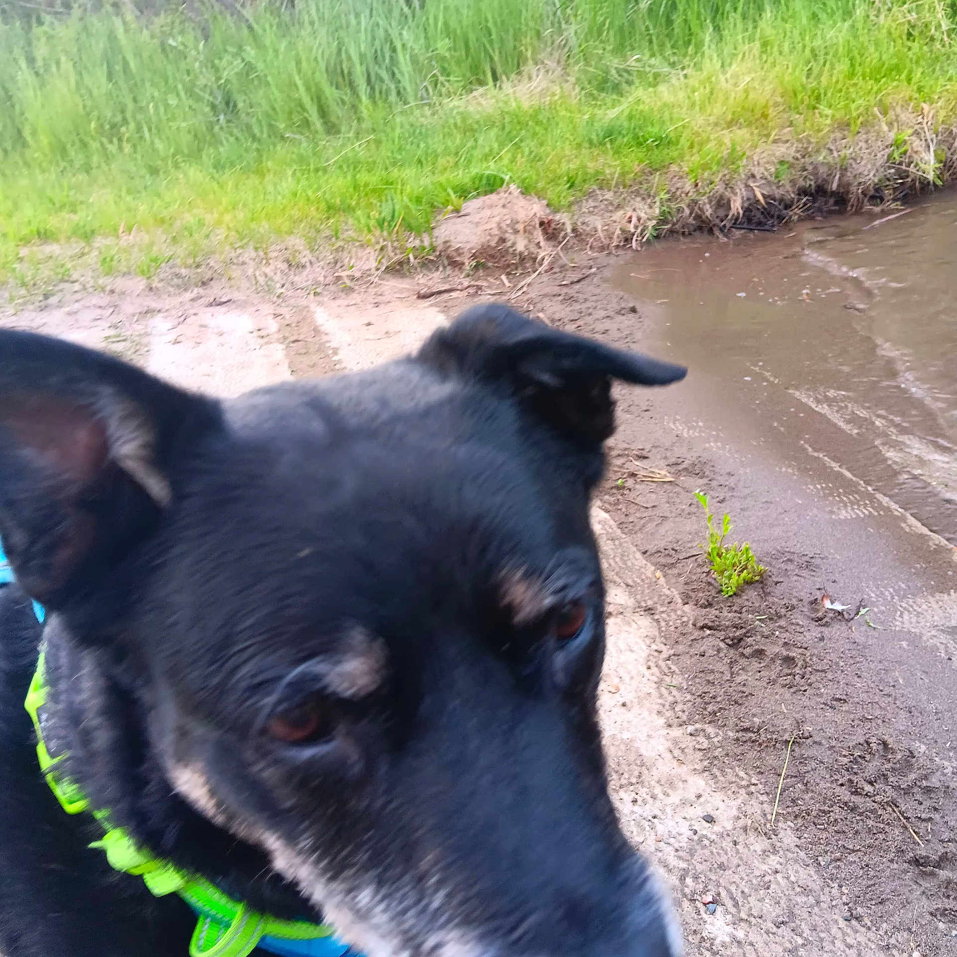 Flynn Rider is registered to the contest to win money with this photo: animal, black_dog, blurred, bushes, canine, close_up, collar, dog, ears, grass, green_collar, ground, muddy_path, nature, outdoor, pet, portrait, side_view, snout, water