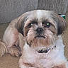 Charlie is registered to the contest to win money with this photo: animal, brown, canine, carpet, collar, companion, couch, cute, dog, domestic, ears, fur, indoor, laying, living_room, paw, pet, relaxed, snout, white