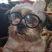 Charlie joined the competition — help win amazing prizes! accessory, animal, blanket, brown, closeup, cozy, cute, dog, face, fur, furry, glasses, holiday, indoors, pet, portrait, resting, santa_hat, whiskers, white
