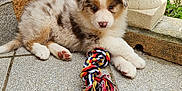 Alaska a rejoint le concours — aidez-le/la à gagner de superbes lots ! puppy, dog, toy, rope_toy, outdoor, porch, tile_floor, stone_pillar, curious, fluffy, brown, white, black, pet, young_dog, animal, cute, resting, paw, play