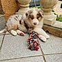 puppy, dog, toy, rope_toy, outdoor, porch, tile_floor, stone_pillar, curious, fluffy, brown, white, black, pet, young_dog, animal, cute, resting, paw, play