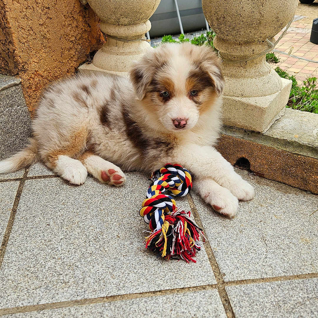 Alaska a rejoint le concours — aidez-le/la à gagner de superbes lots ! animal, black, brown, curious, cute, dog, fluffy, outdoor, paw, pet, play, porch, puppy, resting, rope_toy, stone_pillar, tile_floor, toy, white, young_dog