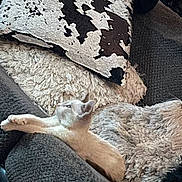 Seraph joined the competition — help win amazing prizes! cat, stretching, cushion, blanket, soft_texture, indoor, cozy, feline, relaxed, fur, pet, resting, comfort, home, sleepy, animal, cute, whiskers, paw, laying