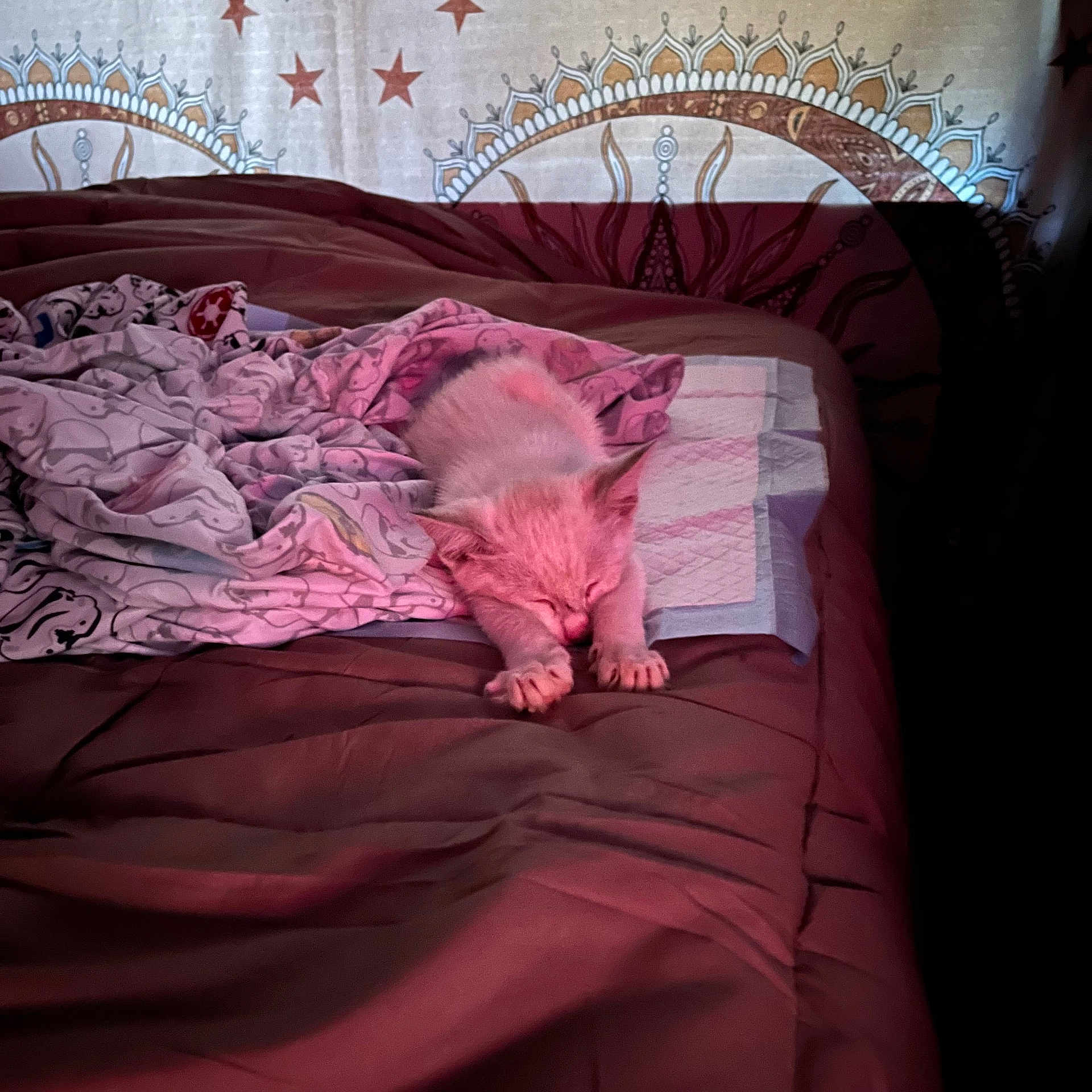 Seraph joined the competition — help win amazing prizes! animal, bed, blanket, cat, comfort, cozy, cute, cute_animal, domestic, fur, indoor, kitten, mammal, paws, pet, resting, sleeping, small, soft, stretching