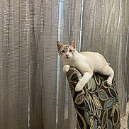 Seraphim joined the competition — help win amazing prizes! animal, cat, chair, cream_colored, curtains, cute, domestic, feline, floor, furniture, home, indoor, looking, patterned, pet, relaxed, resting, soft_light, tile, window