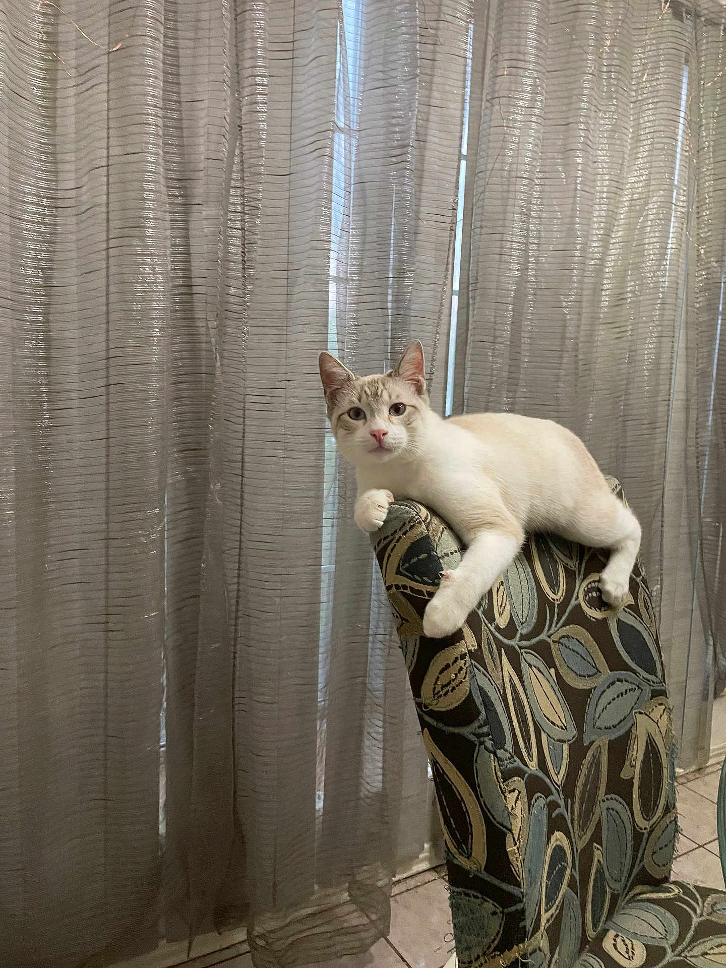 Seraphim joined the competition — help win amazing prizes! animal, cat, chair, cream_colored, curtains, cute, domestic, feline, floor, furniture, home, indoor, looking, patterned, pet, relaxed, resting, soft_light, tile, window