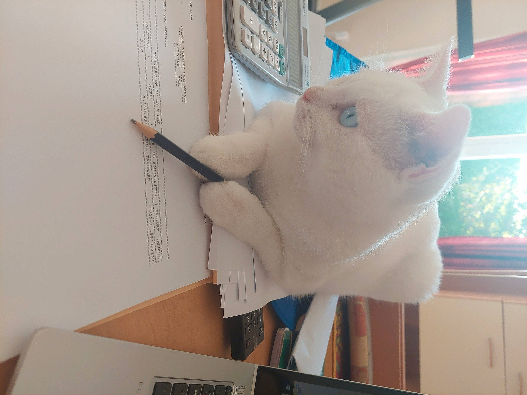 Halice participe au concours pour gagner de l'argent avec cette photo : carton, felidae, fish, paper, paper_product, room, shelf, shelving, shipping_box, small_to_medium_sized_cats, stuffed_toy, tail, visual_arts