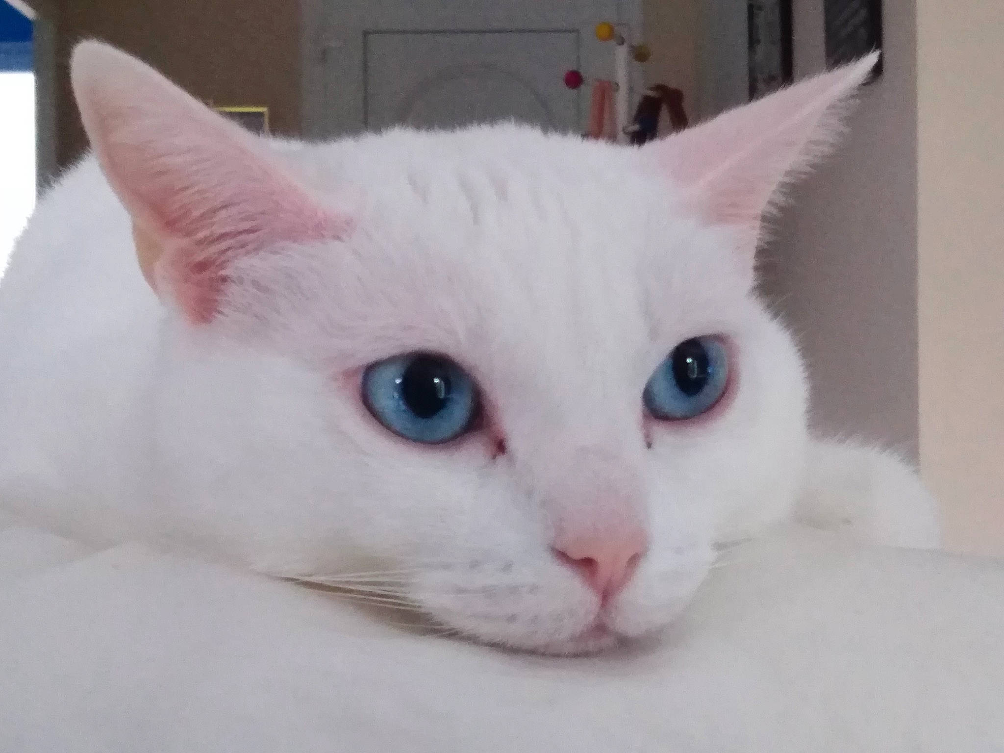 Halice a rejoint le concours — aidez-le/la à gagner de superbes lots ! carnivore, cat, close_up, comfort, domestic_short_haired_cat, eye, felidae, fur, head, iris, small_to_medium_sized_cats, snout, tail, whiskers, window