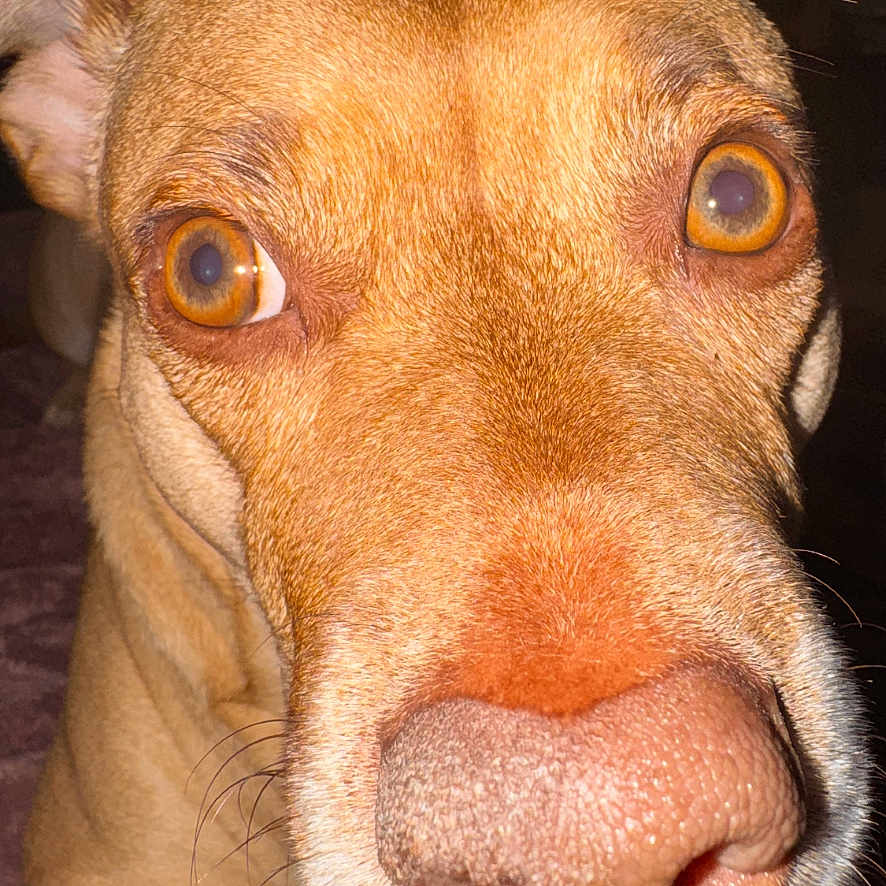 Dolores joined the competition — help win amazing prizes! alert, animal, brown_fur, canine, close_up, curious, dog, domestic_animal, eyes, face, fur_texture, head, indoor, looking, macro, muzzle, nose, pet, portrait, whiskers