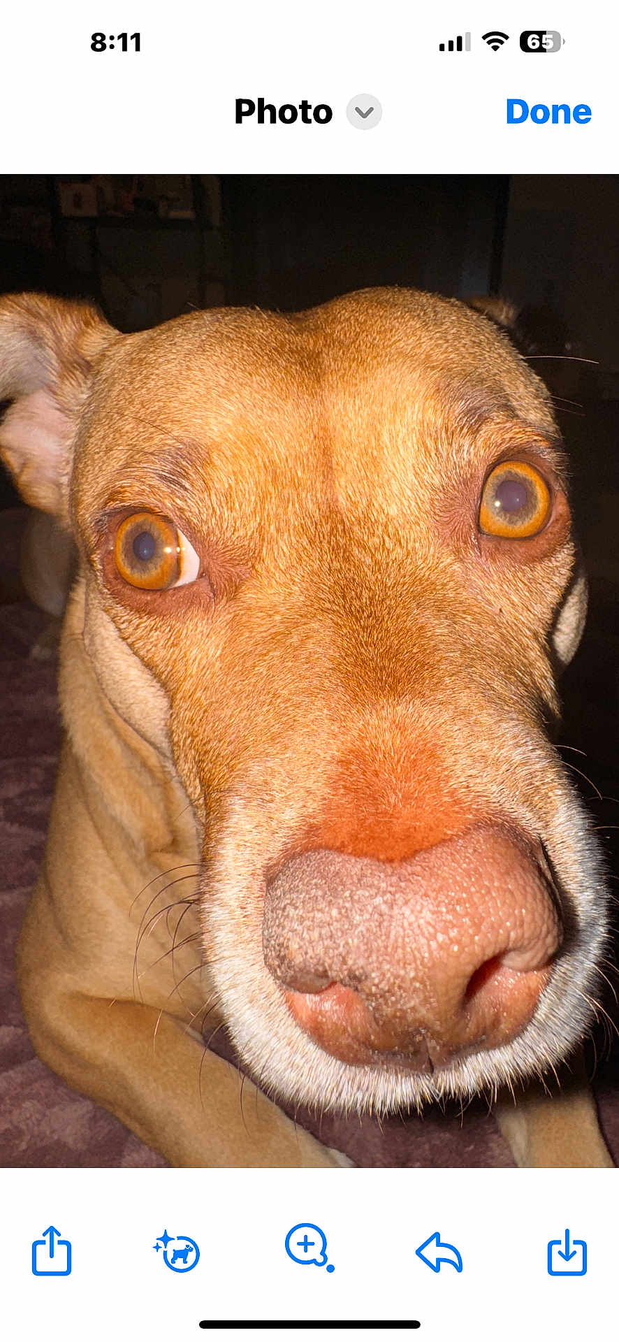 Dolores joined the competition — help win amazing prizes! dog, close_up, pet, animal, brown_fur, nose, eyes, whiskers, indoor, portrait, canine, muzzle, curious, face, looking, alert, fur_texture, domestic_animal, head, macro