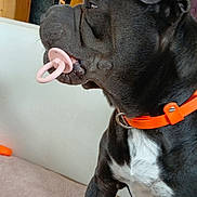 Ugo participe au concours pour gagner de l'argent avec cette photo : dog, black_and_white_dog, pacifier, orange_collar, couch, indoor, pet, sitting, close_up, portrait, white_chest, floppy_ears, short_hair, black_fur, brown_cushion, home, living_room, funny, adorable, playful