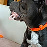 dog, black_and_white_dog, pacifier, orange_collar, couch, indoor, pet, sitting, close_up, portrait, white_chest, floppy_ears, short_hair, black_fur, brown_cushion, home, living_room, funny, adorable, playful