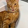 animal, bathroom, cat, close_up, cute, domestic_cat, feline, fur, gold_chain, indoor, mouth_open, orange_cat, pet, playful, portrait, relaxed, sink, tabby, whiskers, winking
