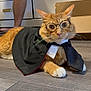 Kiro is registered to the contest to win money with this photo: animal_portrait, cape, cat, costume, curious, cute, domestic_animal, feline, floor, ginger_cat, glasses, home, indoor, orange_fur, person_legs, pet, pet_accessory, tie, white_paws, wooden_floor