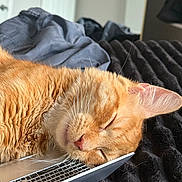 Kiro is registered to the contest to win money with this photo: bed, blanket, cat, closeup, cozy, cute, domestic_cat, funny, furry, household, indoor, laptop, miniature_laptop, nap, orange_cat, pet, resting, sleeping, technology, whiskers