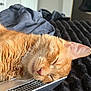 bed, blanket, cat, closeup, cozy, cute, domestic_cat, funny, furry, household, indoor, laptop, miniature_laptop, nap, orange_cat, pet, resting, sleeping, technology, whiskers