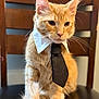 Kiro joined the competition — help win amazing prizes! animal, brown, business_cat, cat, chair, closeup, collar, costume, cute, domestic_cat, feline, fur, indoor, orange_cat, pet, portrait, sitting, tabby, tie, whiskers