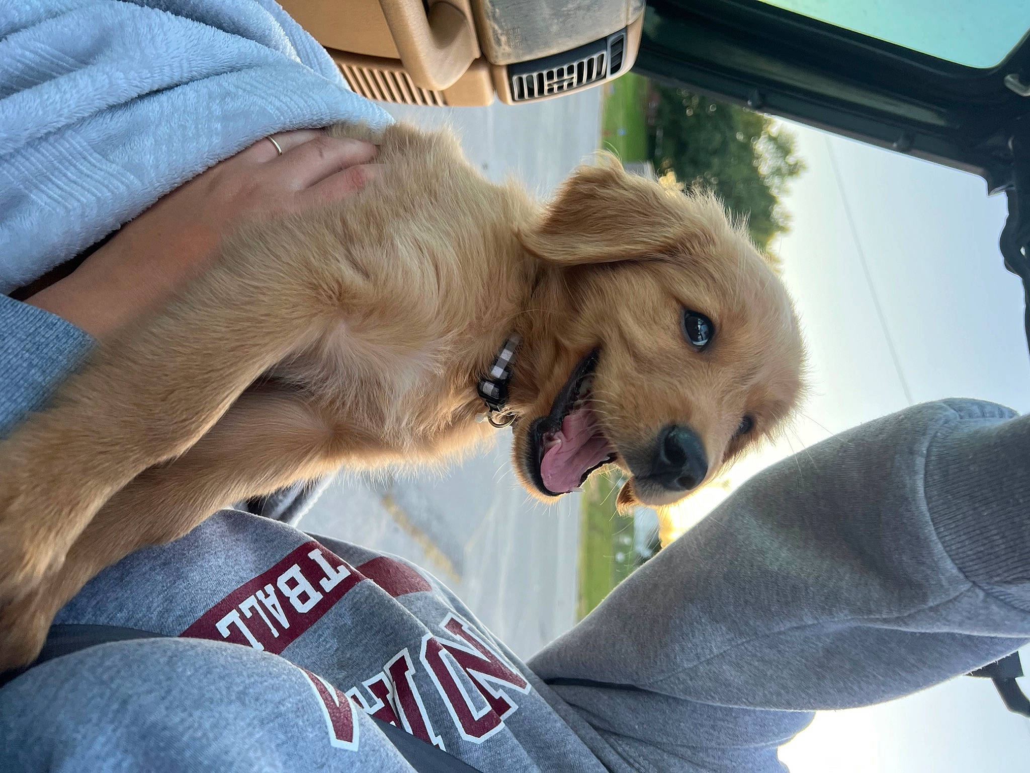 Bear is registered to the contest to win money with this photo: canidae, carnivore, collar, companion_dog, dog, dog_breed, dog_collar, eyewear, fawn, fur, gesture, leash, liver, paw, retriever, sporting_group, tree, wrinkle