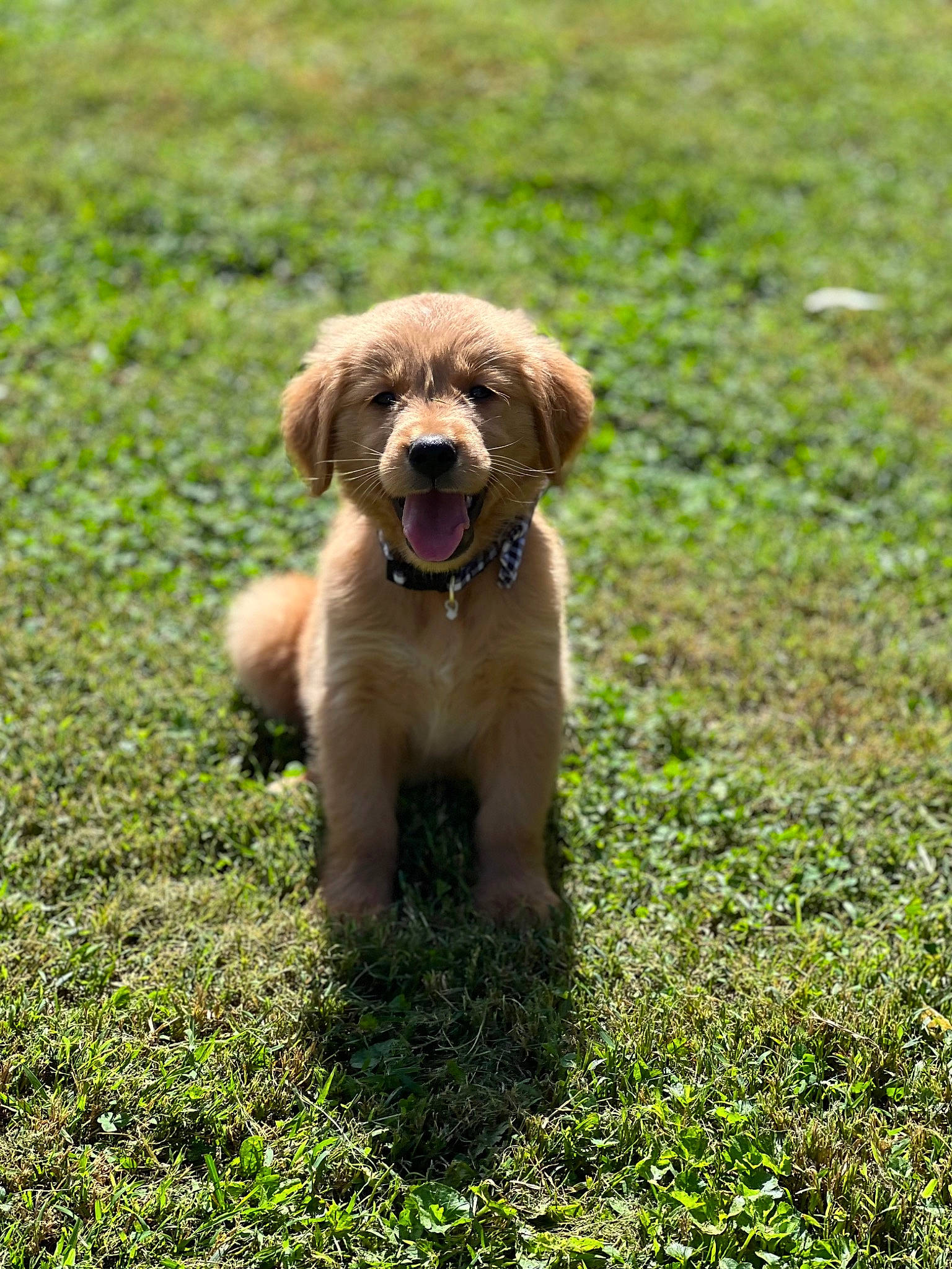 Bear is registered to the contest to win money with this photo: canidae, carnivore, companion_dog, dog, dog_breed, dog_collar, fawn, grass, grassland, groundcover, gun_dog, leash, liver, snout, sporting_group, tail, terrestrial_animal, toy_dog, water_dog, working_animal