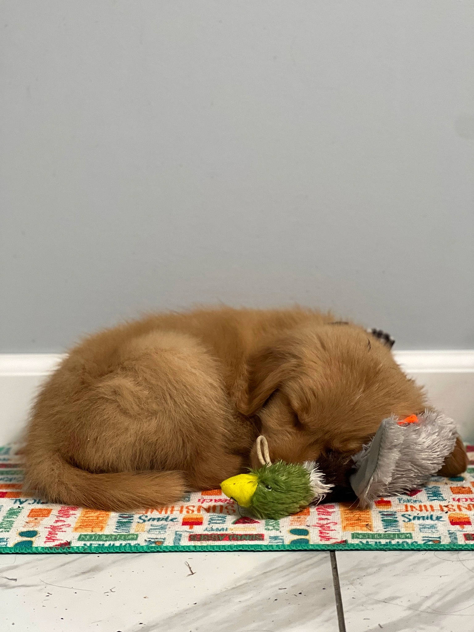 Bear is registered to the contest to win money with this photo: canidae, carnivore, claw, comfort, companion_dog, dog_breed, fawn, felidae, fur, liver, nap, rhesus_macaque, sleep, snout, sporting_group, tail, terrestrial_animal, wildlife, working_animal, wrinkle