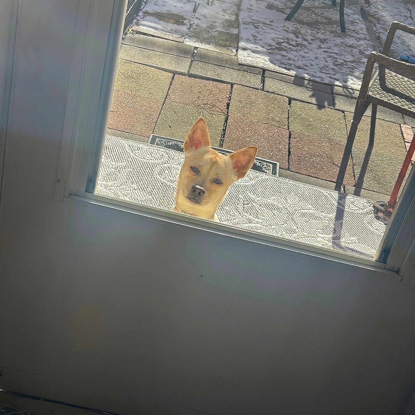 Ace joined the competition — help win amazing prizes! animal, canine, curious, daylight, dog, door, ears, face, furniture, home, looking, mat, outdoor, patio, pavement, pet, shadow, small_dog, sunlight, window