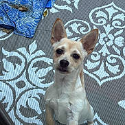 Ace is registered to the contest to win money with this photo: dog, small_dog, alert, ears, curious, standing, patterned_rug, blue_cloth, indoor, pet, animal, canine, fur, light_brown, white, floor, texture, closeup, looking_at_camera, domestic