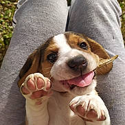 Salto a rejoint le concours — aidez-le/la à gagner de superbes lots ! puppy, dog, pet, paw, tongue, leaf, grass, lap, person, gray_pants, cute, playful, outdoor, smiling, animal, closeup, young, happy, fur, mammal