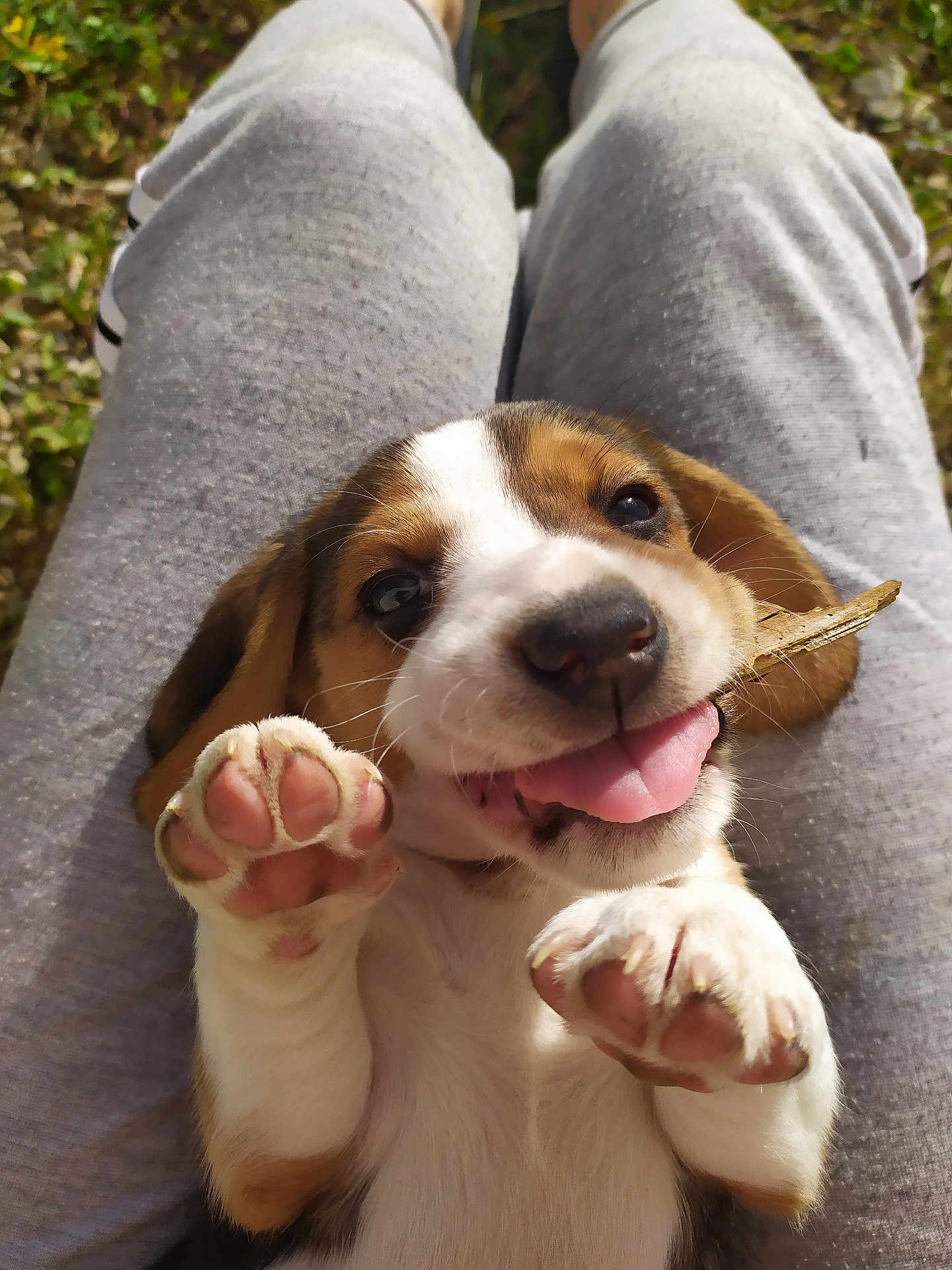 Salto a rejoint le concours — aidez-le/la à gagner de superbes lots ! puppy, dog, pet, paw, tongue, leaf, grass, lap, person, gray_pants, cute, playful, outdoor, smiling, animal, closeup, young, happy, fur, mammal