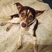 Merle joined the competition — help win amazing prizes! animal, black, blanket, brown, canine, collar, cozy, cute, dog, ears, friendly, fur, indoor, looking_up, lying_down, mammal, paw, pet, resting, white