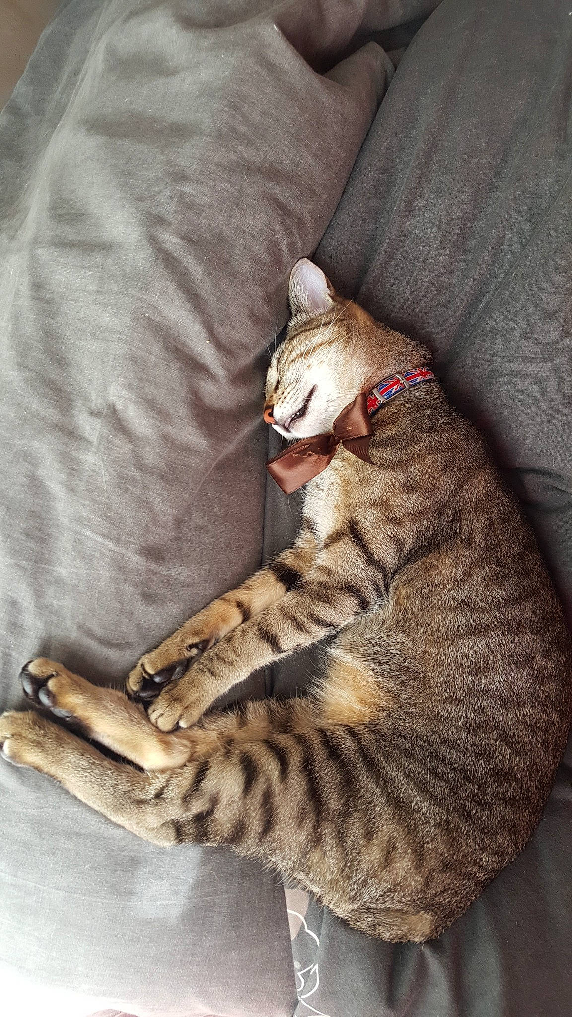 Mamaw participe au concours pour gagner de l'argent avec cette photo : asian, california_spangled, carnivore, cat, chausie, domestic_short_haired_cat, dragon_li, egyptian_mau, european_shorthair, felidae, kitten, mammal, ocicat, pixie_bob, savannah, small_to_medium_sized_cats, sokoke, tabby_cat, toyger, whiskers