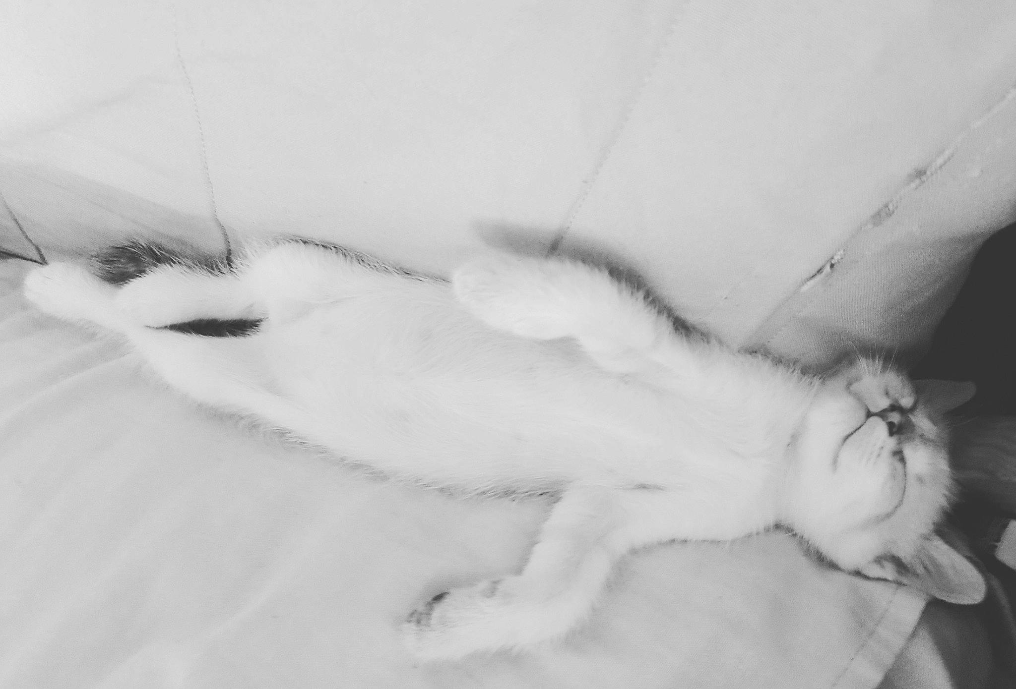 Mamaw participe au concours pour gagner de l'argent avec cette photo : black_and_white, cat, drawing, ear, eye, face, felidae, fur, hand, head, leg, long_hair, monochrome, monochrome_photography, neck, nose, skin, sleep, tail, white