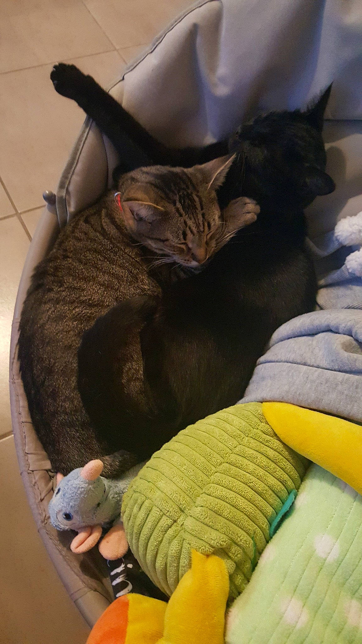 Mamaw a rejoint le concours — aidez-le/la à gagner de superbes lots ! asian, black_cat, carnivore, cat, claw, comfort, domestic_short_haired_cat, european_shorthair, felidae, german_rex, nap, russian_blue, small_to_medium_sized_cats, whiskers