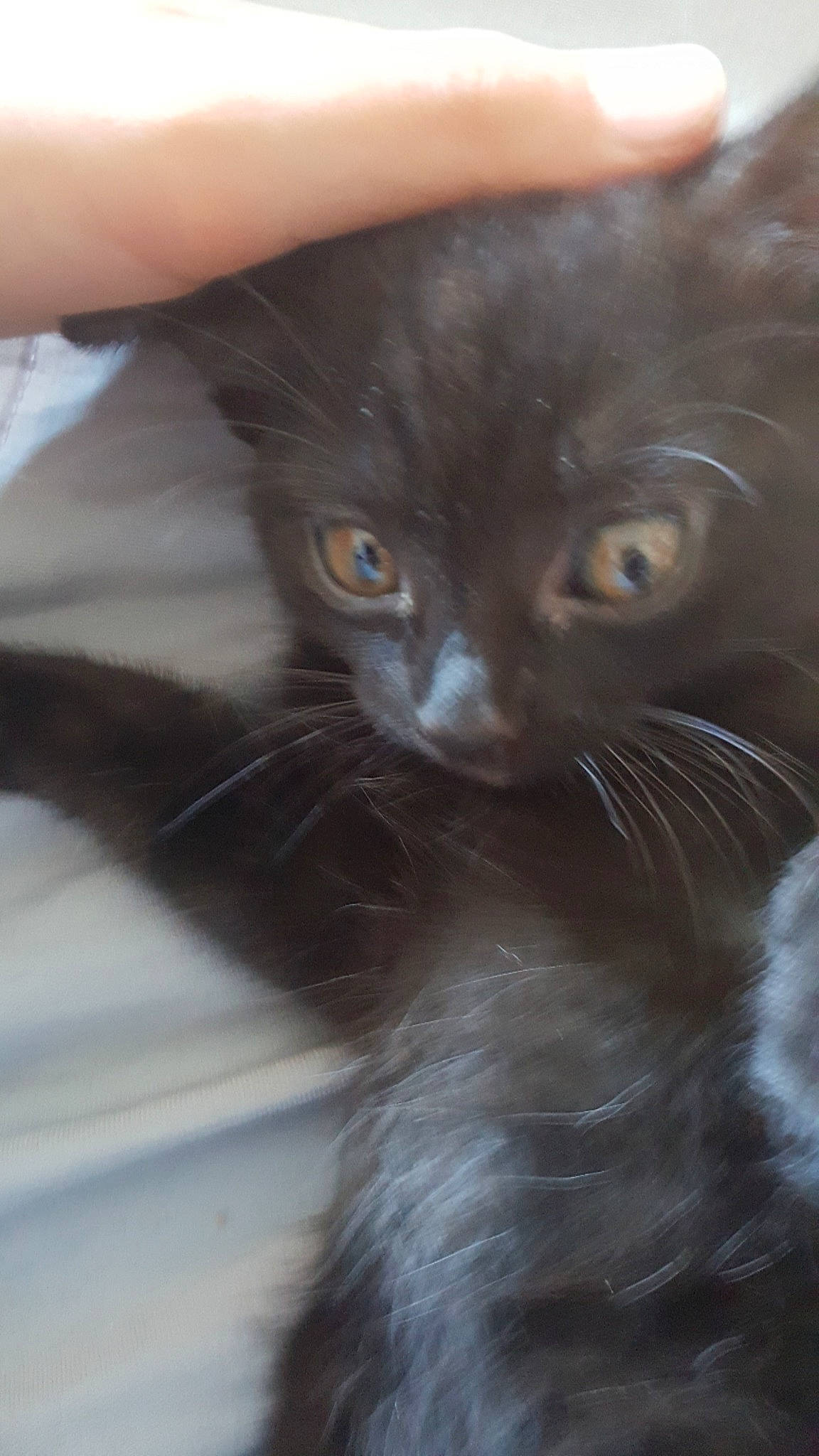 Mamaw a rejoint le concours — aidez-le/la à gagner de superbes lots ! asian, black_cat, carnivore, cat, close_up, domestic_long_haired_cat, eye, felidae, fur, havana_brown, kitten, mammal, nebelung, norwegian_forest_cat, oriental_longhair, polydactyl_cat, small_to_medium_sized_cats, snout, turkish_angora, whiskers