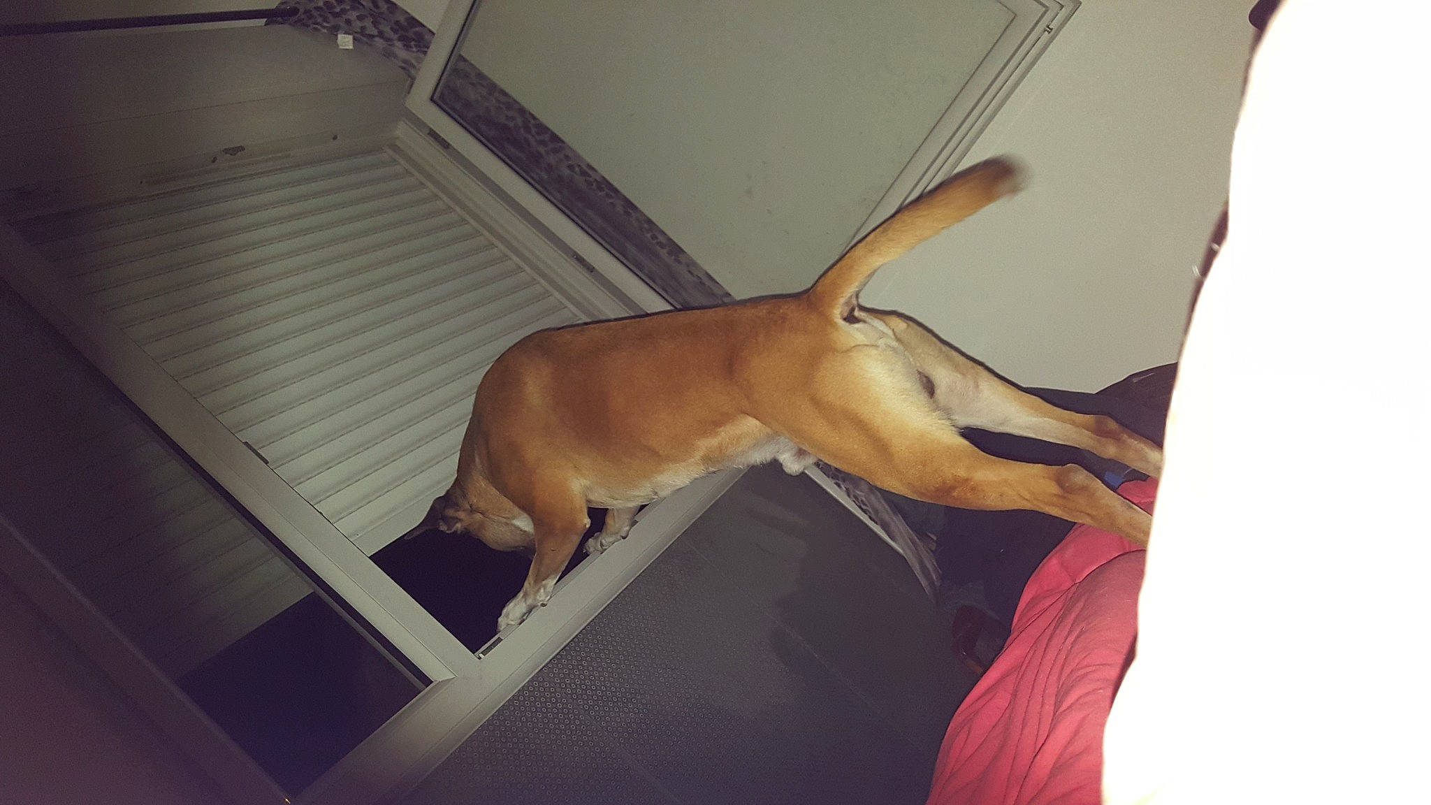 Simba a rejoint le concours — aidez-le/la à gagner de superbes lots ! canidae, carnivore, dog, dog_breed, fawn, sporting_group, tail