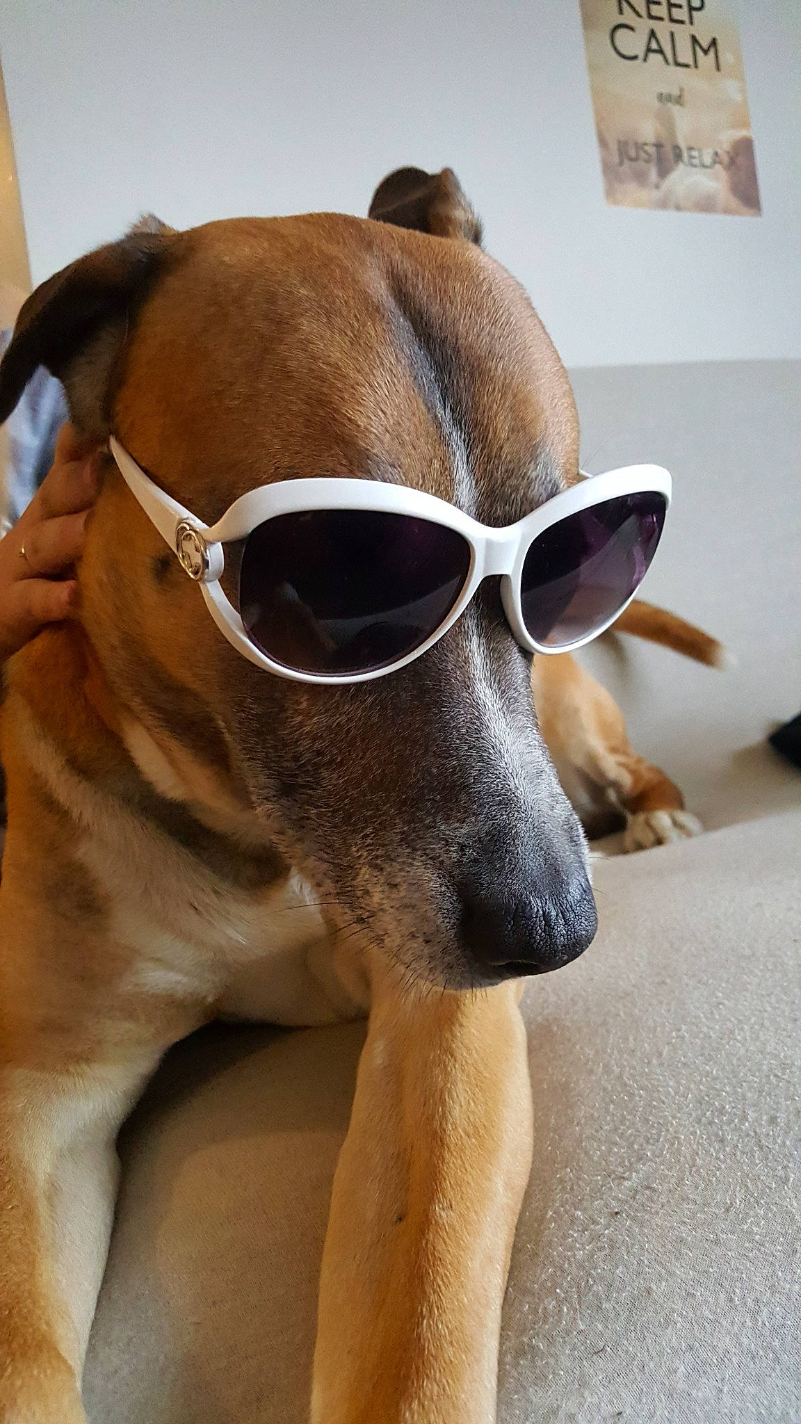Simba participe au concours pour gagner de l'argent avec cette photo : canidae, carnivore, dog, dog_breed, eyewear, fawn, glasses, goggles, snout, sunglasses, vision_care, whiskers
