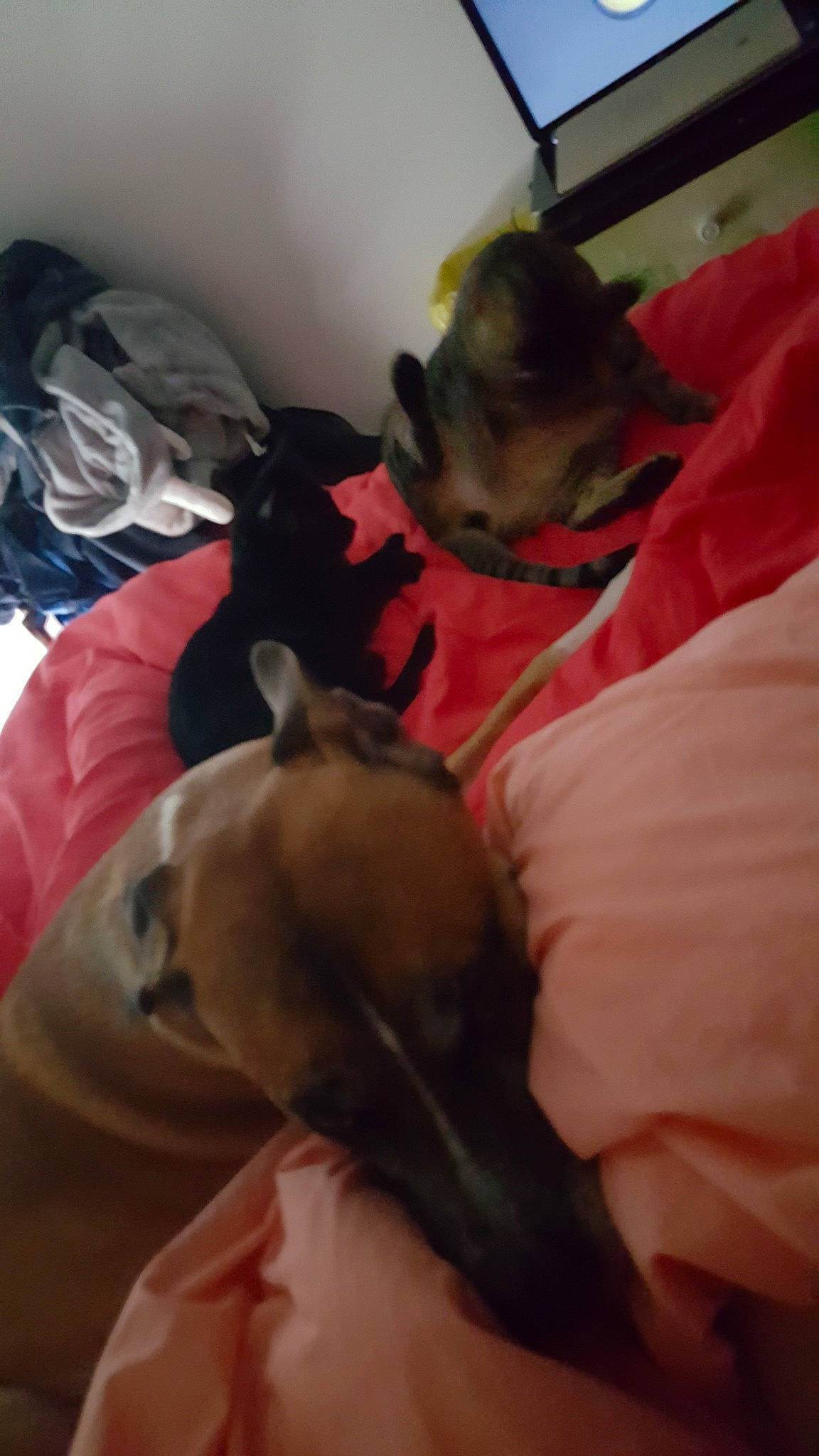 Simba a rejoint le concours — aidez-le/la à gagner de superbes lots ! canidae, carnivore, cat, ear, fawn, greyhound, italian_greyhound, non_sporting_group