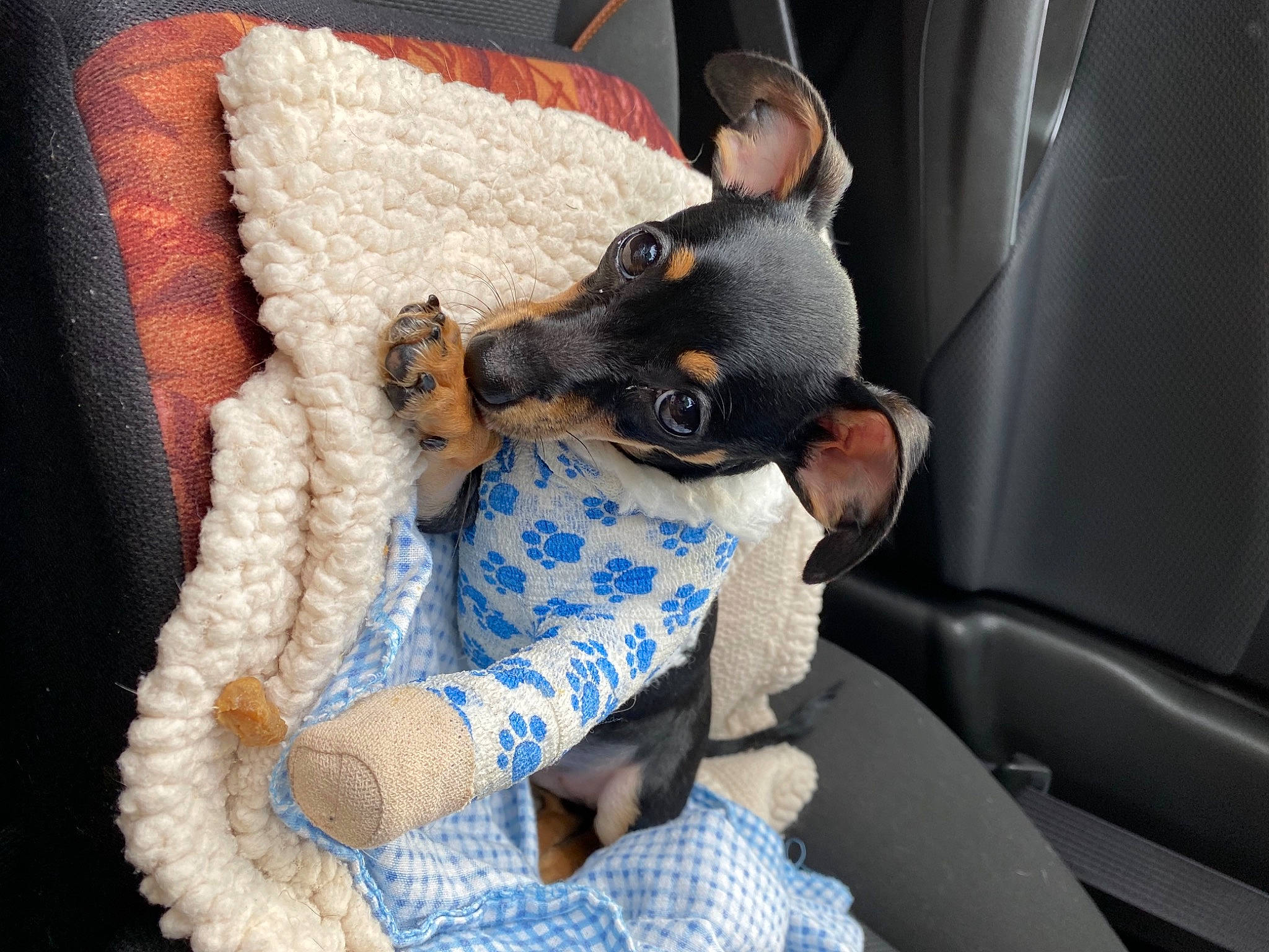 Cheech is registered to the contest to win money with this photo: bag, car_seat, car_seat_cover, carnivore, comfort, companion_dog, couch, dog_breed, felidae, fur, head_restraint, linens, pattern, plush, sitting, small_to_medium_sized_cats, stuffed_toy, toy, vehicle_door, wool