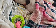 Daenerys joined the competition — help win amazing prizes! puppy, dog, sleeping, blanket, bed, person, legs, plaid_shorts, chew_toys, pink, blue, green, striped_bedspread, cozy, indoors, resting, paw, soft_texture, relaxation, napping