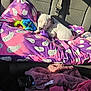 animal, backseat, blanket, car_seat, chew_toy, cozy, cute, dog, domestic, pet, pink, puppy, purple, resting, seatbelt, sleeping, soft, sunlight, toy, white