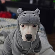 Daenerys is registered to the contest to win money with this photo: animal, animal_costume, bed, clothing, costume, cozy, cute, cute_pet, dog, domestic_animal, eyes, fur, hippo, indoor, looking_at_camera, pet, portrait, sitting, soft_fabric, white_dog