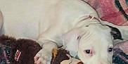 Daenerys joined the competition — help win amazing prizes! animal, blanket, blue_blanket, cozy, cute, dog, indoors, lying_down, monkey_toy, paw, pet, pink_blanket, plush_toy, puppy, resting, sleepy, soft_texture, toy, white_dog, young_dog