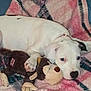 Daenerys joined the competition — help win amazing prizes! puppy, dog, white_dog, plush_toy, monkey_toy, blanket, pink_blanket, blue_blanket, lying_down, cute, pet, animal, soft_texture, indoors, resting, young_dog, sleepy, paw, toy, cozy