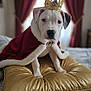Daenerys is registered to the contest to win money with this photo: dog, puppy, crown, cape, red_cape, gold_cushion, pet, indoor, portrait, animal, canine, white_dog, curtains, bed, furniture, cute, costume, royalty, decor, soft_light