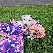 Daenerys joined the competition — help win amazing prizes! puppy, dog, grass, blanket, purple, orange_outfit, toy, leash, cute, pet, outdoor, costume, animal, playful, sitting, greenery, young_dog, fall_theme, pet_accessory, leisure