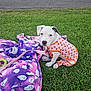 puppy, dog, grass, blanket, purple, orange_outfit, toy, leash, cute, pet, outdoor, costume, animal, playful, sitting, greenery, young_dog, fall_theme, pet_accessory, leisure