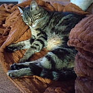 Poupette participe au concours pour gagner de l'argent avec cette photo : animal, blanket, cat, comfort, cozy, cute, cute_pet, domestic, feline, fur, indoor, mammal, napping, pet, relaxed, resting, sleeping, soft, tabby, warm