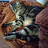 animal, blanket, cat, comfort, cozy, cute, cute_pet, domestic, feline, fur, indoor, mammal, napping, pet, relaxed, resting, sleeping, soft, tabby, warm